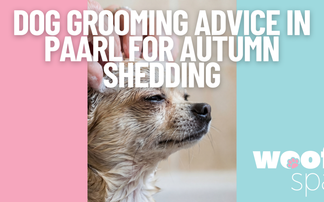 Dog Grooming Advice in Paarl: Preparing Your Dog’s Coat for Autumn in the Winelands
