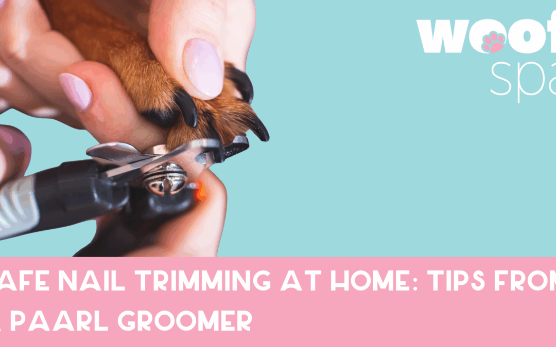 View of Safe Nail Trimming at Home: Tips from a Paarl Groomer - The Woof Group