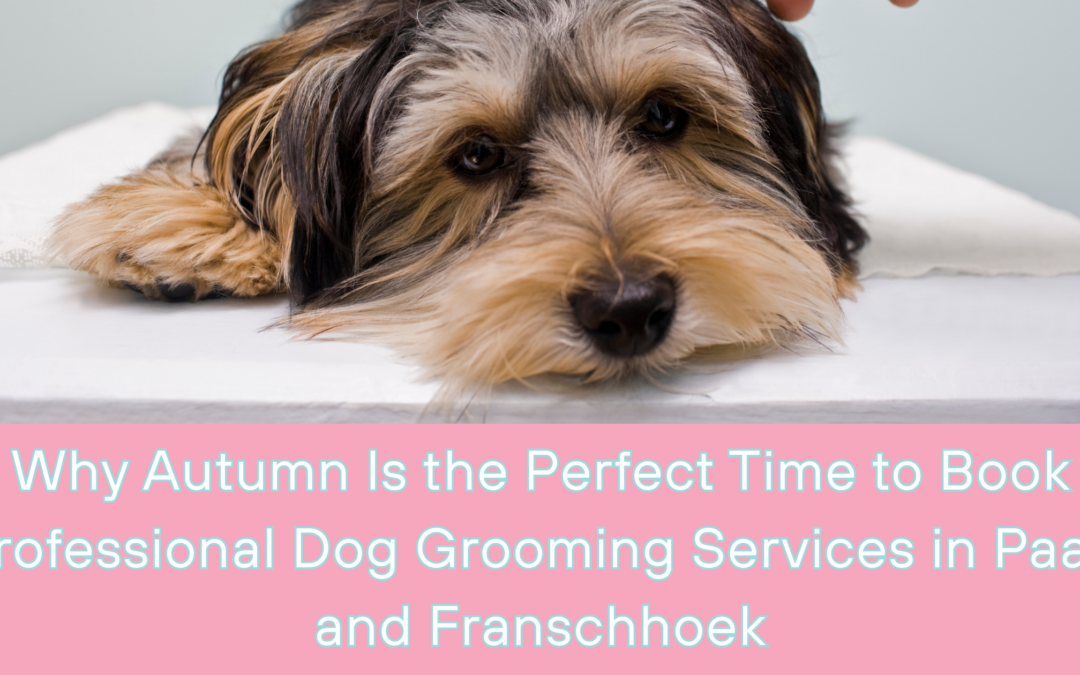 Why Autumn Is the Perfect Time to Book Professional Dog Grooming Services in Paarl and Franschhoek