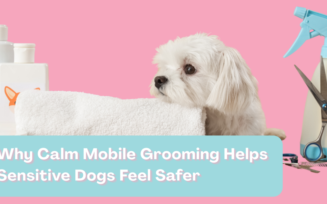 Why Calm Mobile Grooming Helps Sensitive Dogs Feel Safer