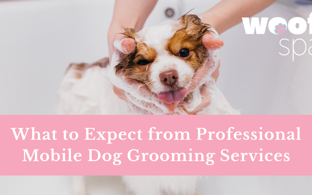 What to Expect from Professional Mobile Dog Grooming Services