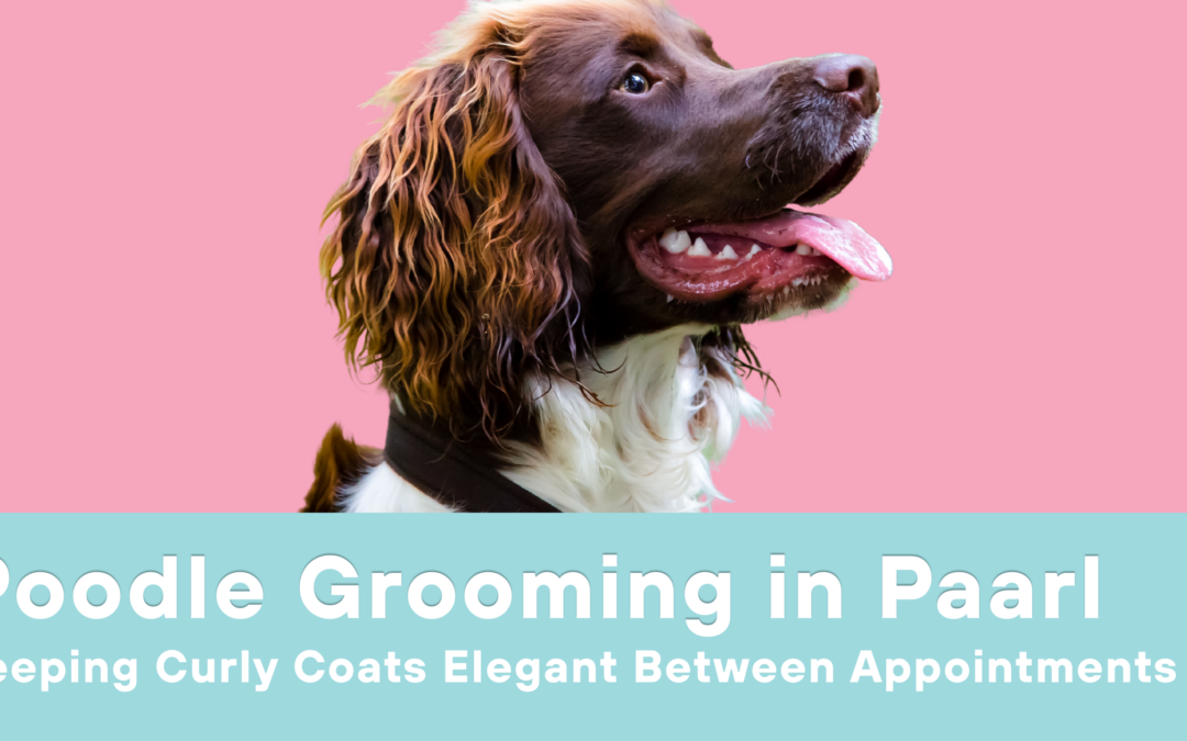 Poodle Grooming in Paarl: Keeping Curly Coats Elegant Between Appointments