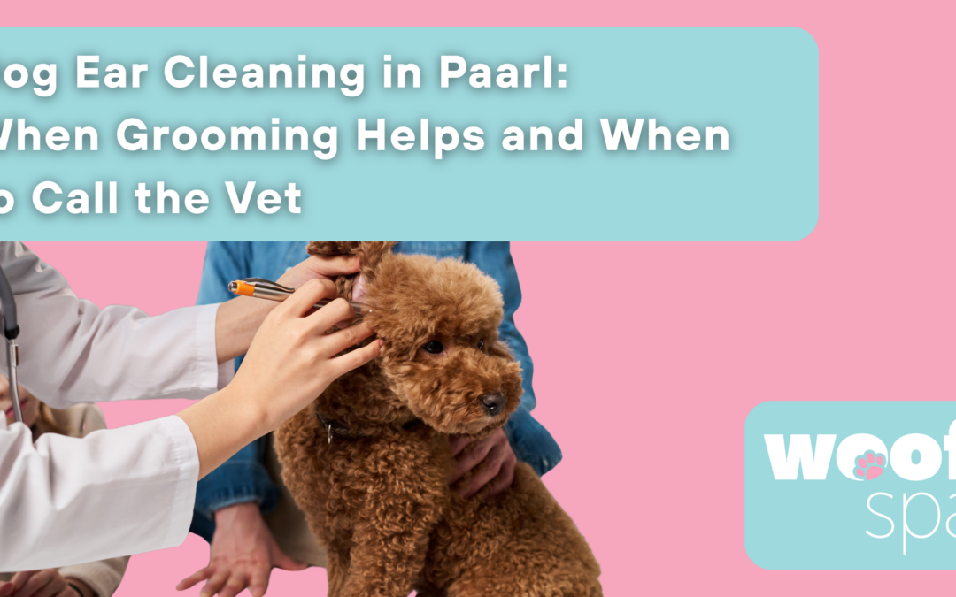 Dog Ear Cleaning in Paarl: When Grooming Helps and When to Call the Vet