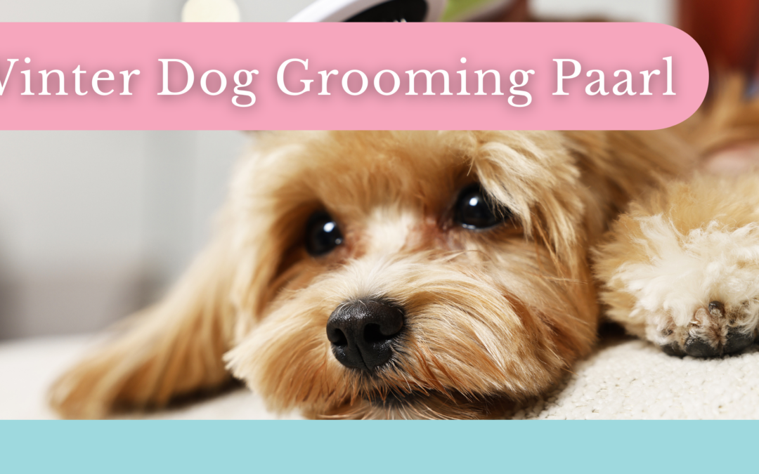 Winter Dog Grooming in Paarl: Calm Coat Care for Cooler Days