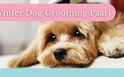 Winter Dog Grooming in Paarl: Calm Coat Care for Cooler Days
