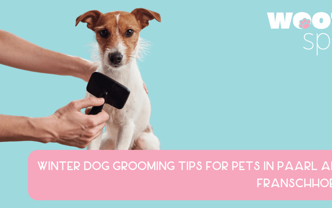 Winter Dog Grooming Tips for Pets in Paarl and Franschhoek - The Woof Group