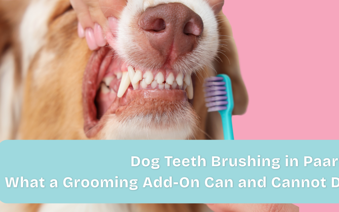 Dog Teeth Brushing in Paarl: What a Grooming Add-On Can and Cannot Do