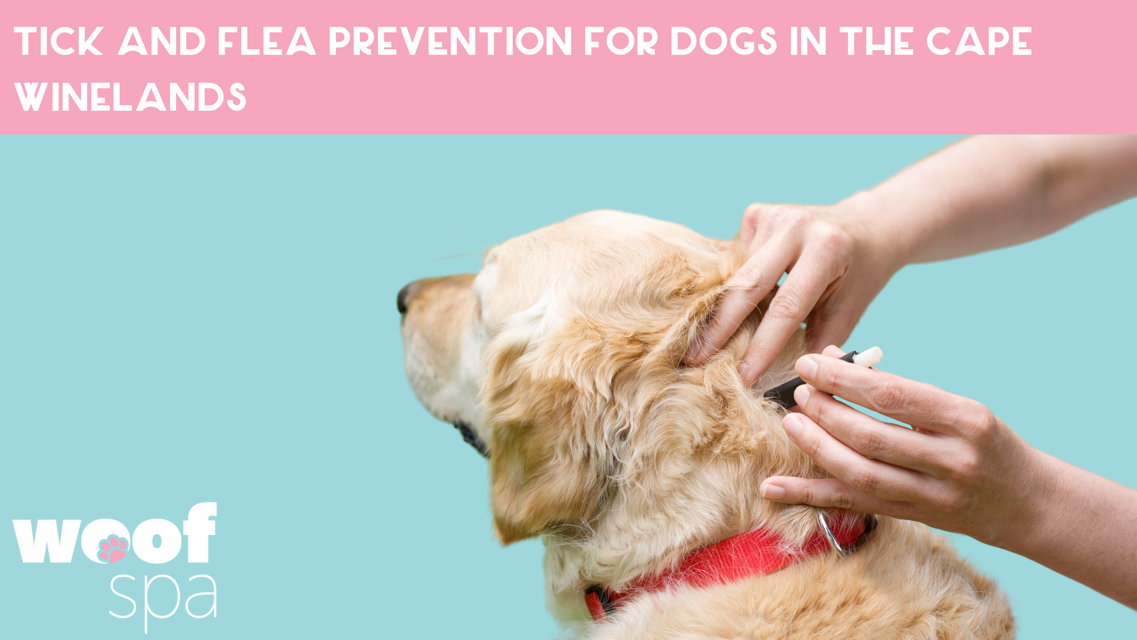 Beautiful view of Natural Flea Prevention Methods For Dogs In Areas With Moderate Temperatures