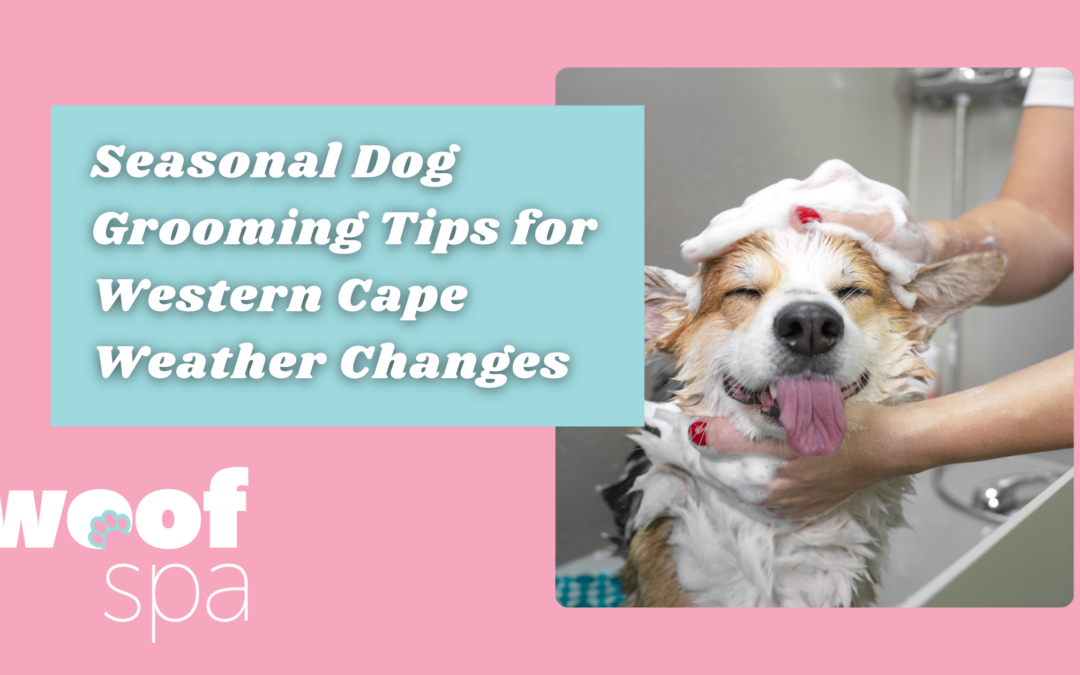 Seasonal Dog Grooming Tips for Western Cape Weather Changes