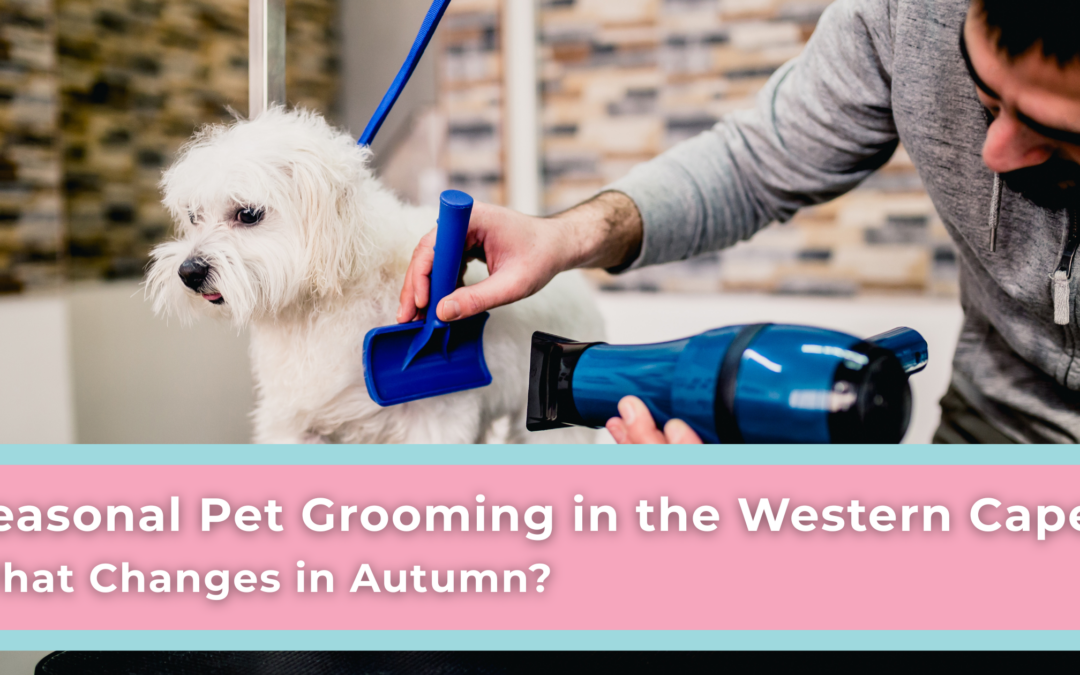 Seasonal Pet Grooming in the Western Cape: What Changes in Autumn?