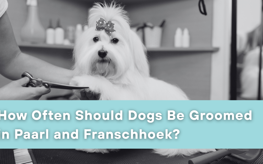 How Often Should Dogs Be Groomed in Paarl and Franschhoek?