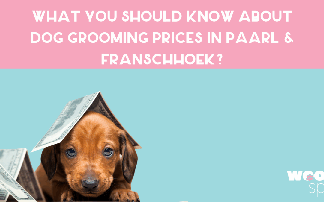 What you should know about dog grooming prices in Paarl & Franschhoek? With a dog under paper money