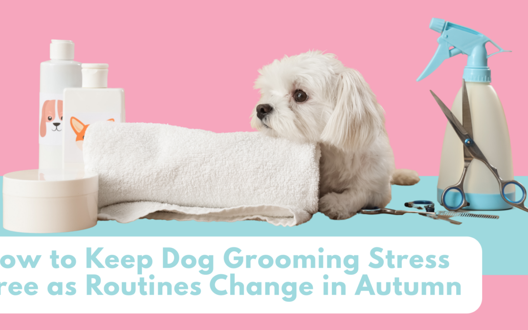 How to Keep Dog Grooming Stress Free as Routines Change in Autumn