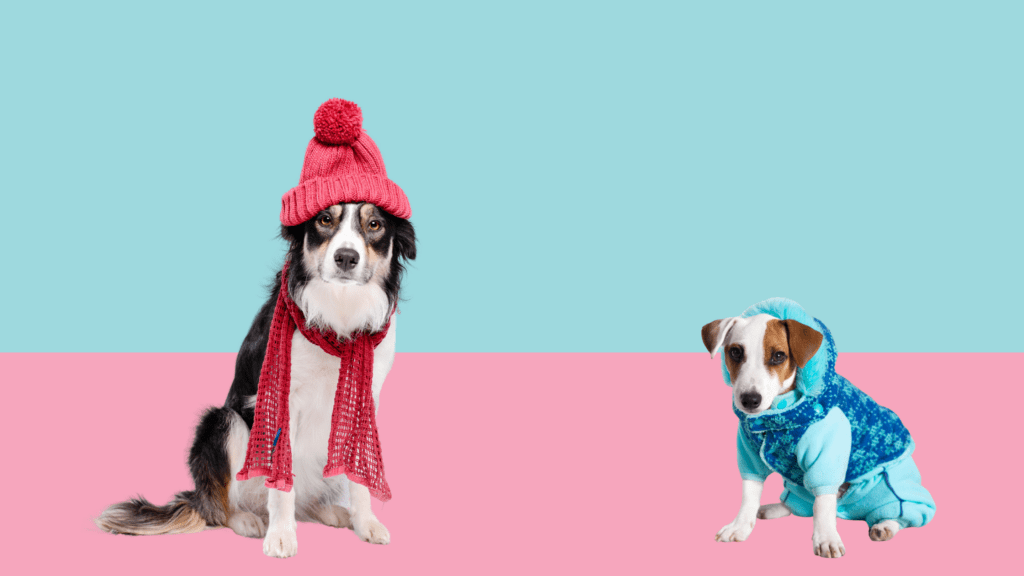 Two different breeds of dogs, in winter clothes with a blue and pink background