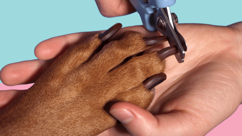 Dog nails being trimmed