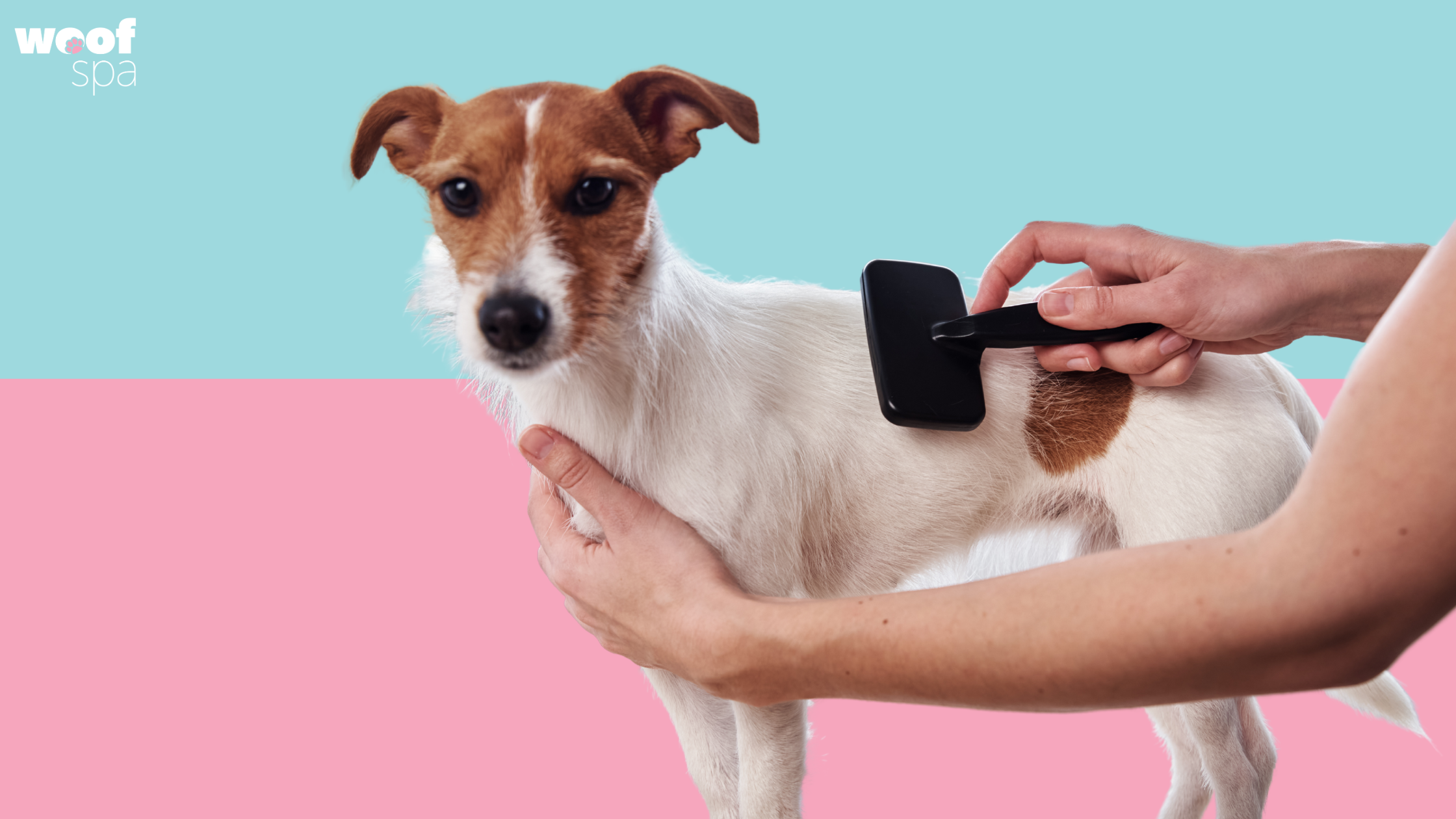 A short haired dog being brushed on a pink and blue background