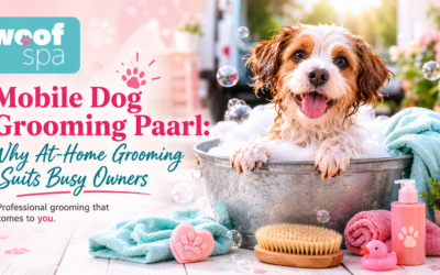 Mobile Dog Grooming Paarl: Why At-Home Grooming Suits Busy Owners